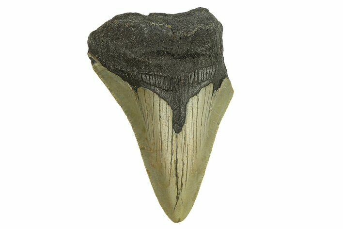 Bargain, Fossil Megalodon Tooth - Serrated Blade #295406